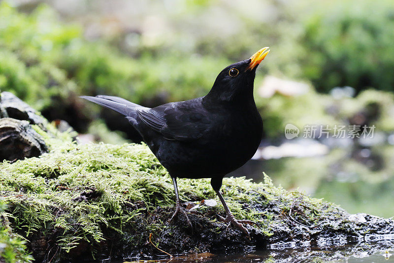 黑鸟(Turdus merula)男性饮酒